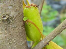 Macro photo of star fruit still hanging on the tree. Can be used as an additional spice in cooking.