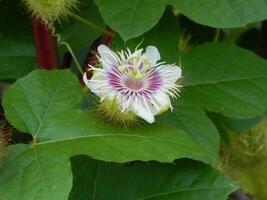 Macro photo of a green plant that has colored flowers. It looks attractive and beautiful