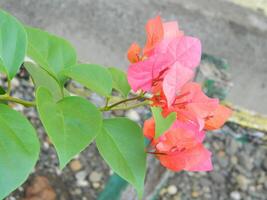 Macro photos of plants consist of leaves, stems and especially flowers. The beautiful flowers are pink and very refreshing to the eyes