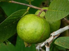 Macro photo of guava fruit still hanging from the stalk and stem of its parent in tropical areas.