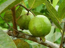 Macro photo of guava fruit still hanging from the stalk and stem of its parent in tropical areas.