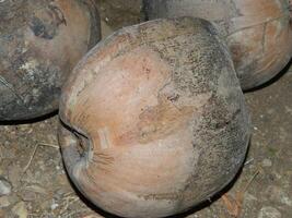 Macro photo of a coconut that is still intact comes from a tall tree and usually can live at various heights