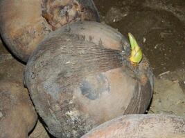 Macro photo of a coconut that is still intact comes from a tall tree and usually can live at various heights