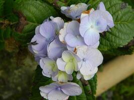 Macro photos of flowers from ornamental plants which are very beautiful and can be grown and maintained in the front garden or back garden of the house.