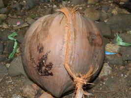 Macro photo of a coconut that is still intact comes from a tall tree and usually can live at various heights