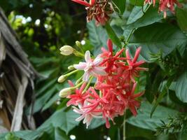 Macro photos of flowers from ornamental plants which are very beautiful and can be grown and maintained in the front garden or back garden of the house.