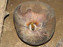 Macro photo of a coconut that is still intact comes from a tall tree and usually can live at various heights