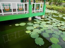 Image of a water pond with lotus plants above it. The pool has a beautiful view with shadows of objects and plants on the water photo