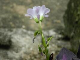 Macro photos of flowers from ornamental plants which are very beautiful and can be grown and maintained in the front garden or back garden of the house.