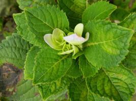 Macro photos of flowers from ornamental plants which are very beautiful and can be grown and maintained in the front garden or back garden of the house.