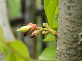 Macro photo of star fruit still hanging on the tree. Can be used as an additional spice in cooking.