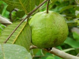 Macro photo of guava fruit still hanging from the stalk and stem of its parent in tropical areas.