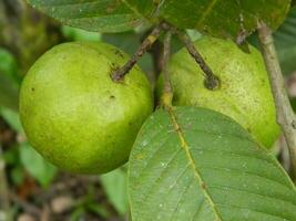 macro foto de guayaba Fruta todavía colgando desde el tallo y vástago de sus padre en tropical áreas