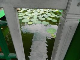 Image of a water pond with lotus plants above it. The pool has a beautiful view with shadows of objects and plants on the water photo