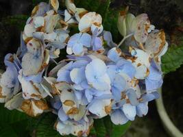 Macro photos of flowers from ornamental plants which are very beautiful and can be grown and maintained in the front garden or back garden of the house.