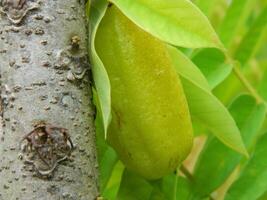 Macro photo of star fruit still hanging on the tree. Can be used as an additional spice in cooking.