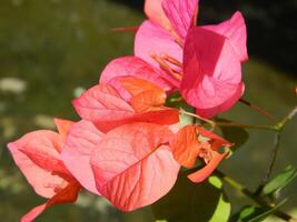 macro fotos de plantas consistir de hojas, tallos y especialmente flores el hermosa flores son rosado y muy refrescante a el ojos