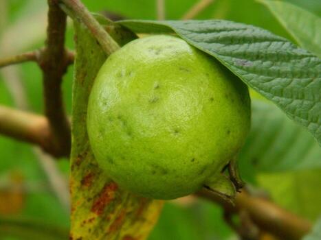 Macro photo of guava fruit still hanging from the stalk and stem of its parent in tropical areas.