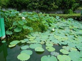 Image of a water pond with lotus plants above it. The pool has a beautiful view with shadows of objects and plants on the water photo