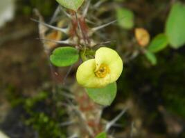 Macro photos of flowers from ornamental plants which are very beautiful and can be grown and maintained in the front garden or back garden of the house.