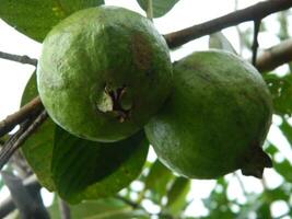 Macro photo of guava fruit still hanging from the stalk and stem of its parent in tropical areas.