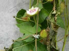 Macro photo of a green plant that has colored flowers. It looks attractive and beautiful