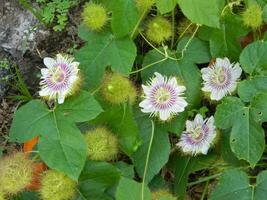 Macro photo of a green plant that has colored flowers. It looks attractive and beautiful