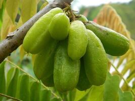 Macro photo of star fruit still hanging on the tree. Can be used as an additional spice in cooking.