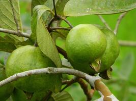 Macro photo of guava fruit still hanging from the stalk and stem of its parent in tropical areas.