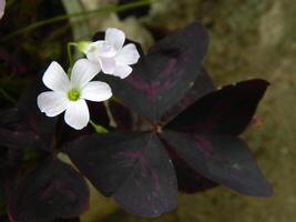 Macro photos of flowers from ornamental plants which are very beautiful and can be grown and maintained in the front garden or back garden of the house.