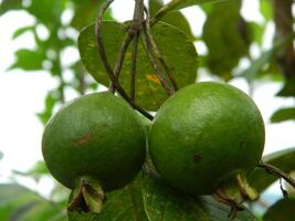 Macro photo of guava fruit still hanging from the stalk and stem of its parent in tropical areas.