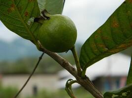 Macro photo of guava fruit still hanging from the stalk and stem of its parent in tropical areas.