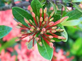 Macro photos of plants consist of leaves, stems and especially flowers. The beautiful flowers are pink and very refreshing to the eyes