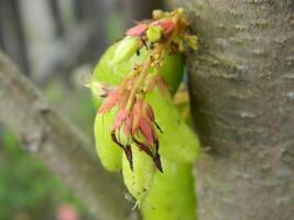 Macro photo of star fruit still hanging on the tree. Can be used as an additional spice in cooking.