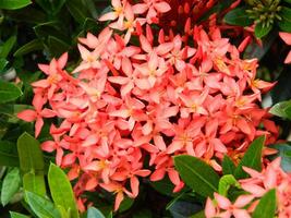 Macro photos of plants consist of leaves, stems and especially flowers. The beautiful flowers are pink and very refreshing to the eyes