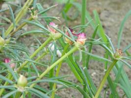 Macro photos of flowers from ornamental plants which are very beautiful and can be grown and maintained in the front garden or back garden of the house.