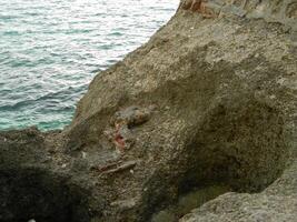 Landscape photo with a background of sea water and coral in the afternoon