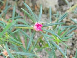 Macro photos of flowers from ornamental plants which are very beautiful and can be grown and maintained in the front garden or back garden of the house.