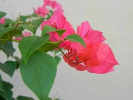 Macro photos of plants consist of leaves, stems and especially flowers. The beautiful flowers are pink and very refreshing to the eyes