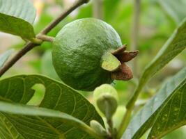 Macro photo of guava fruit still hanging from the stalk and stem of its parent in tropical areas.