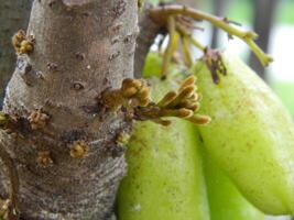 Macro photo of star fruit still hanging on the tree. Can be used as an additional spice in cooking.