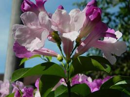 Macro photos of plants consist of leaves, stems and especially flowers. The beautiful flowers are pink and very refreshing to the eyes