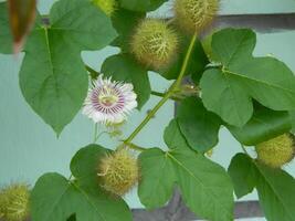 Macro photo of a green plant that has colored flowers. It looks attractive and beautiful