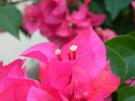 macro fotos de plantas consistir de hojas, tallos y especialmente flores el hermosa flores son rosado y muy refrescante a el ojos