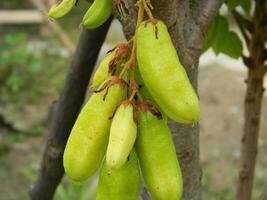 Macro photo of star fruit still hanging on the tree. Can be used as an additional spice in cooking.