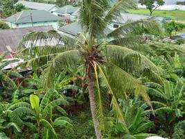 Macro photo of a coconut that is still intact comes from a tall tree and usually can live at various heights