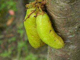 Macro photo of star fruit still hanging on the tree. Can be used as an additional spice in cooking.