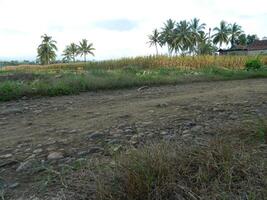 Views of mountainous and rural areas in Indonesia with connecting roads that are still muddy photo