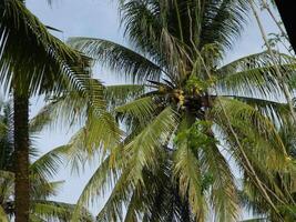 macro foto de un Coco ese es todavía intacto viene desde un alto árbol y por lo general lata En Vivo a varios alturas