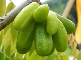 Macro photo of star fruit still hanging on the tree. Can be used as an additional spice in cooking.